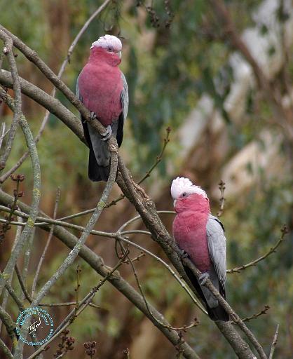 Galah 9Y209D-155.JPG